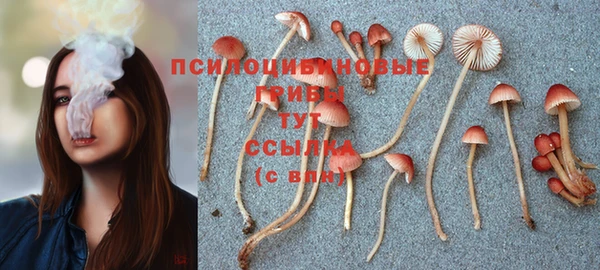 ПСИЛОЦИБИНОВЫЕ ГРИБЫ Вяземский